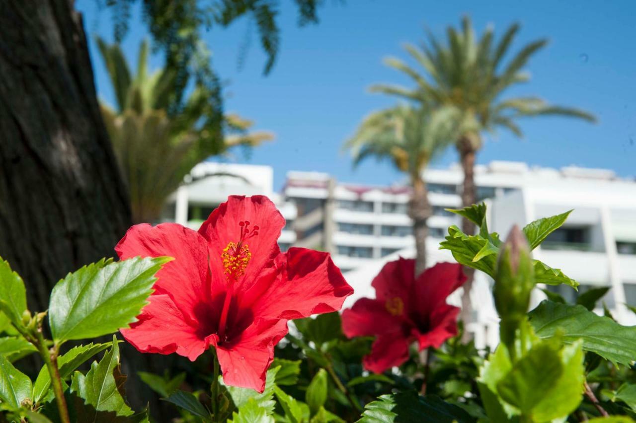 Appartement Optimist 1 à Playa de las Américas Extérieur photo